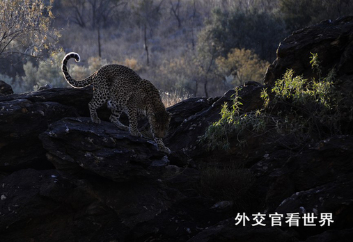 獵豹（一等獎）