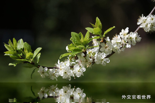 盛開(kāi)的梨花