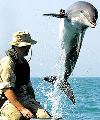 俄軍極地訓練海豹海豚