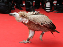 評頭論足 戛納電影節花絮之眾星之最