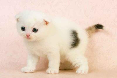 驚艷你眼球的小折耳貓