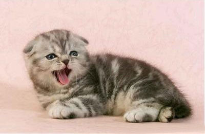 驚艷你眼球的小折耳貓