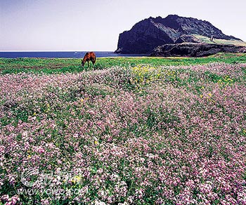 濟州島面朝大海 春暖花開