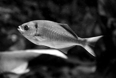 科學家破解古怪謎題：金魚會不會放屁？