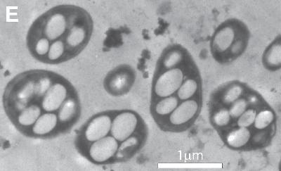 NASA在地球發現“外星細菌” 生命定義重新改寫