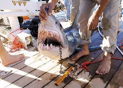 埃及兩鯊魚襲人致一死四傷 附近海灘無(wú)限期關(guān)閉