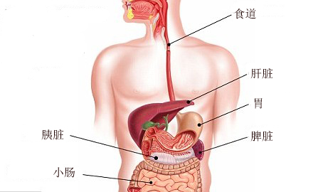 患罕見癌癥瀕死 美國(guó)9歲女孩一次移植6個(gè)器官重獲新生