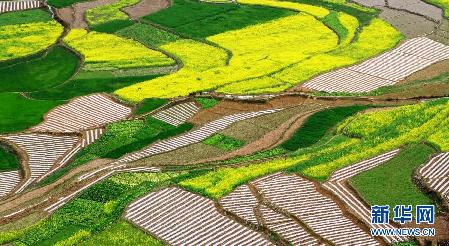 超美田園風(fēng)光：油菜花盛開(kāi)的季節(jié)