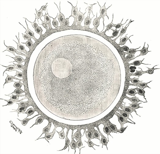 美實驗證明干細胞可產(chǎn)生卵子 將來或可治療不孕不育癥