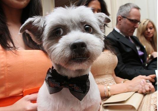 美國幸福小狗喜結連理 豪華婚禮打破世界紀錄