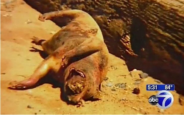 紐約海灘驚現(xiàn)“怪物”尸體 或與政府秘密試驗(yàn)有關(guān)