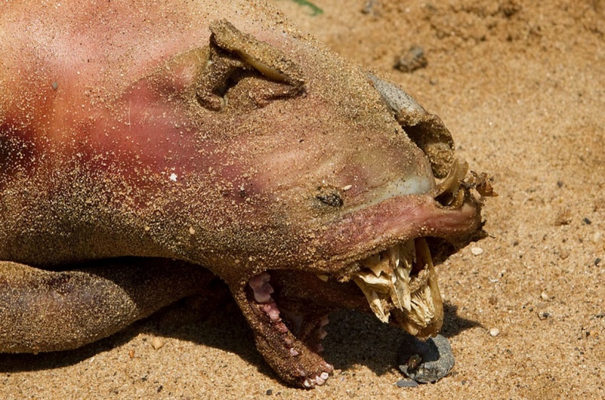 紐約海灘驚現(xiàn)“怪物”尸體 或與政府秘密試驗(yàn)有關(guān)