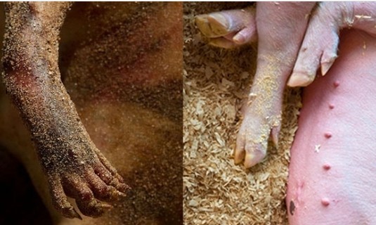 紐約海灘驚現(xiàn)“怪物”尸體 或與政府秘密試驗(yàn)有關(guān)