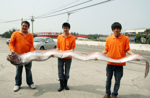 花蓮11人捕獲4米長(zhǎng)地震魚 重59千克