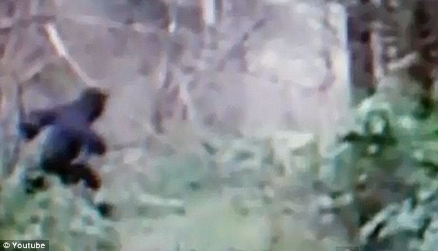 Youtube上現疑似“大腳野人”視頻 點擊率超10萬