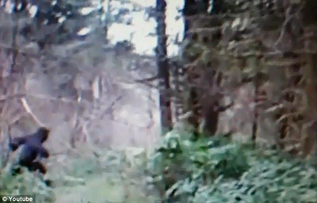 “大腳野人”出現(xiàn)在美國(guó)俄亥俄州？ 網(wǎng)上視頻引熱議