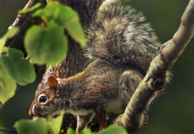 齙牙松鼠“身殘志堅” 長了顆“象牙”仍“吃嘛嘛香”