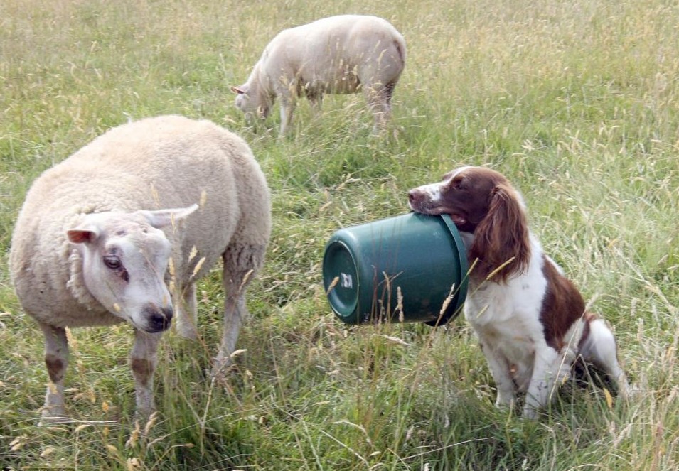 英國(guó)牧羊犬變身“奶媽” 叼奶瓶喂小羊羔畫面超有愛(ài)