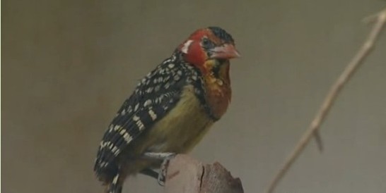 鳥(niǎo)類各種叫聲啥意思？英國(guó)鳥(niǎo)類專家微博開(kāi)講
