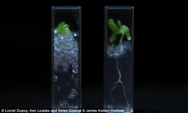 英科學家研發(fā)透明土壤 植物根系生長變化清晰可見