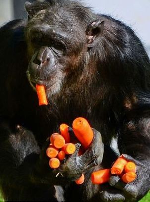 組圖：攝影師抓拍德國(guó)動(dòng)物園黑猩猩偷食胡蘿卜