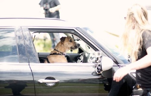 狗狗也能當司機！新西蘭流浪犬8周學會駕駛(圖)