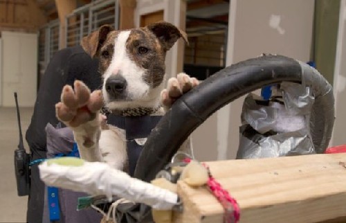 狗狗也能當司機！新西蘭流浪犬8周學會駕駛(圖)