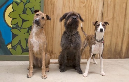 狗狗也能當司機！新西蘭流浪犬8周學會駕駛(圖)