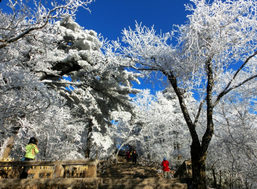黃山現(xiàn)霧凇奇觀 “千樹(shù)萬(wàn)樹(shù)梨花開(kāi)”若琉璃世界