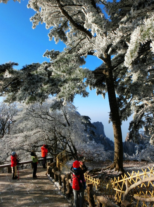 黃山現霧凇奇觀 “千樹萬樹梨花開”若琉璃世界