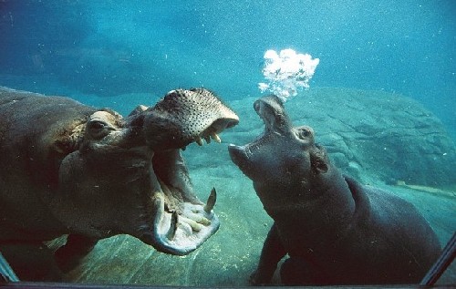 小河馬一頭伸進(jìn)母親血盆大口造虛驚 原是母子在親熱