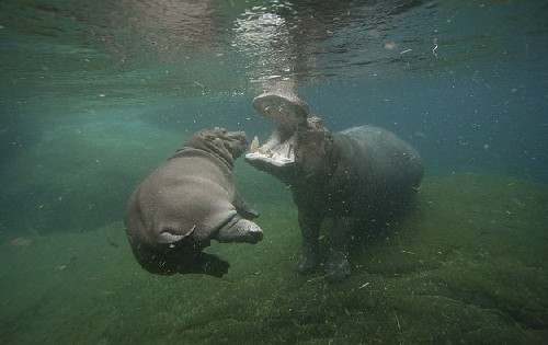 小河馬一頭伸進母親血盆大口造虛驚 原是母子在親熱