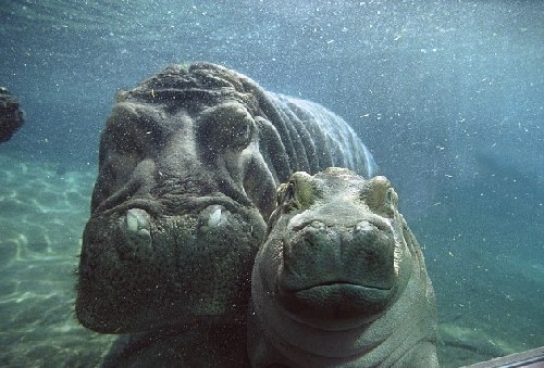 小河馬一頭伸進(jìn)母親血盆大口造虛驚 原是母子在親熱