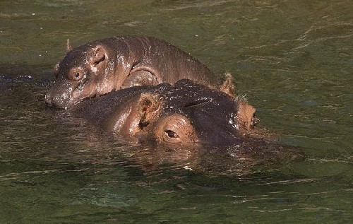 小河馬一頭伸進母親血盆大口造虛驚 原是母子在親熱