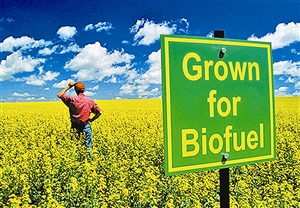 生物燃料究竟有多“綠”?
