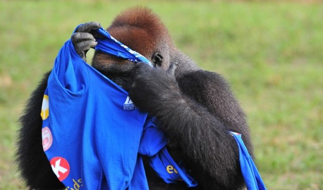 大猩猩也臭美？花半小時穿一件T恤（圖片新聞）