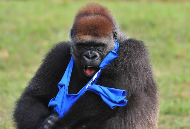 大猩猩也臭美？花半小時穿一件T恤（圖片新聞）