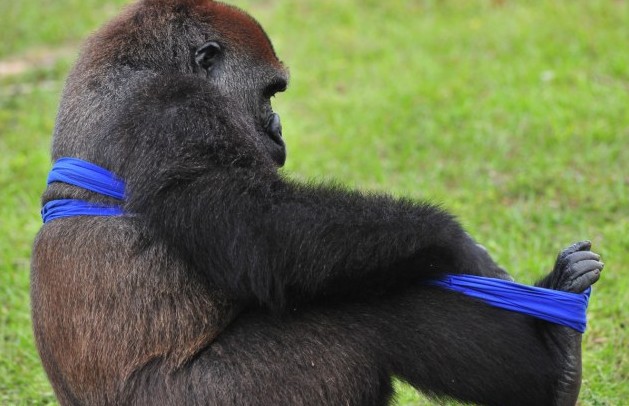 大猩猩也臭美？花半小時穿一件T恤（圖片新聞）