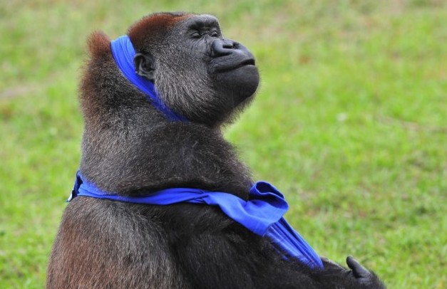 大猩猩也臭美?花半小時(shí)穿一件T恤(圖片新聞)
