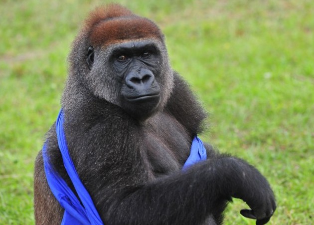 大猩猩也臭美？花半小時穿一件T恤（圖片新聞）