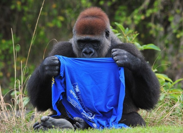 大猩猩也臭美?花半小時(shí)穿一件T恤(圖片新聞)