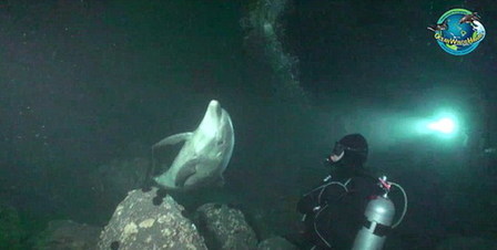 魚線纏身受重傷 夏威夷聰明海豚向潛水員求助獲救