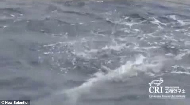 海豚群自發組成救生筏營救垂死同伴 群體協同救助尚屬首次