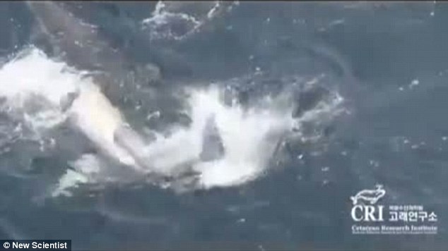海豚群自發組成救生筏營救垂死同伴 群體協同救助尚屬首次