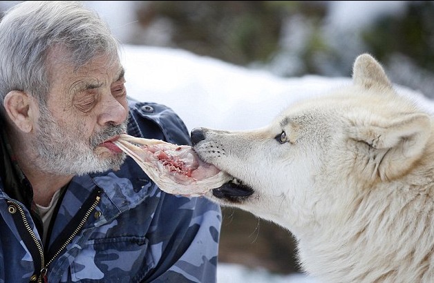 德國79歲男子“與狼共食” 化身頭狼統領29只猛獸
