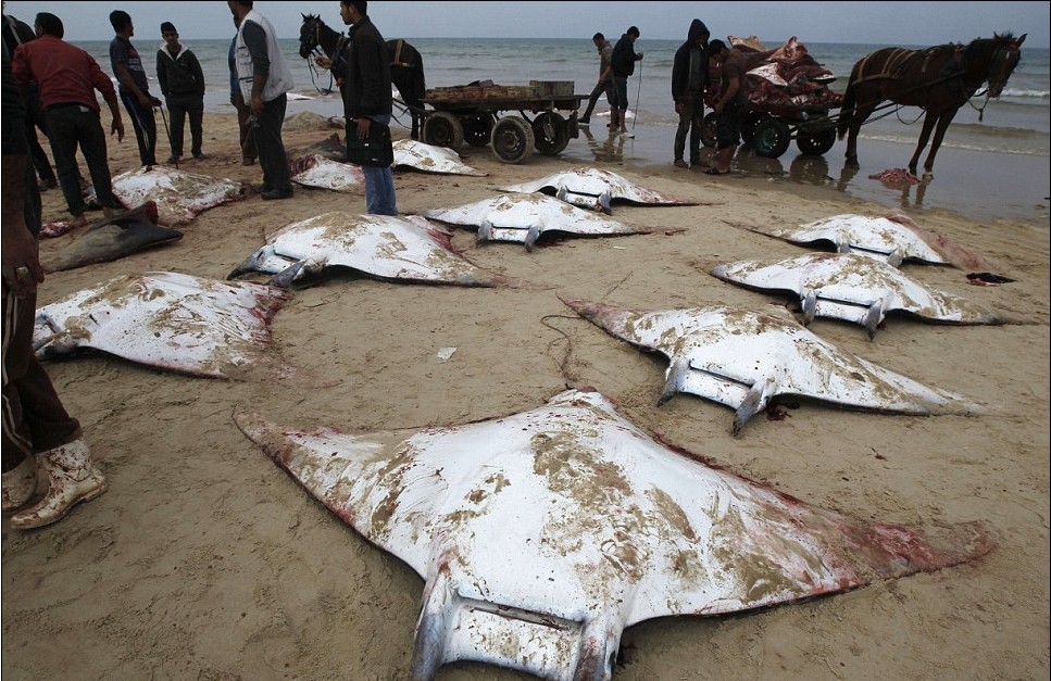 最后的舞蹈：動(dòng)物組織拍唯美照片呼吁保護(hù)“魔鬼魚(yú)”