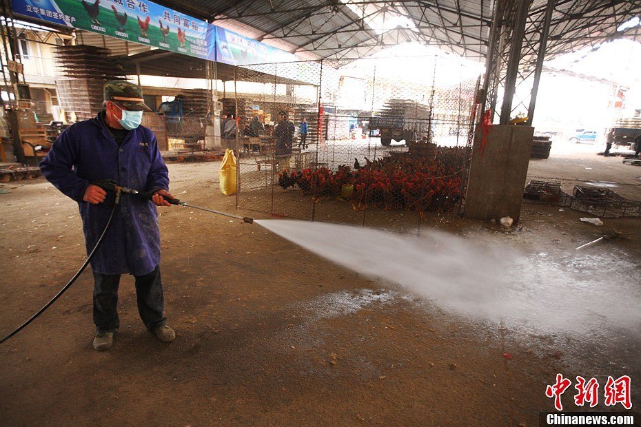 組圖：中國多地備戰(zhàn)H7N9禽流感