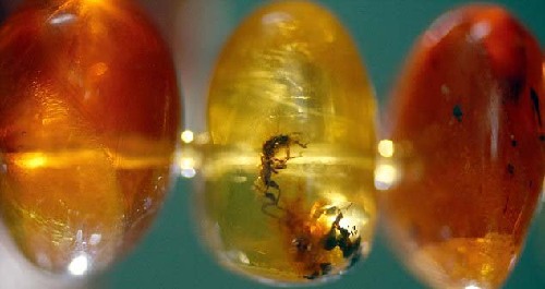 4000萬(wàn)年前琥珀所串項(xiàng)鏈將拍賣 估價(jià)1萬(wàn)英鎊