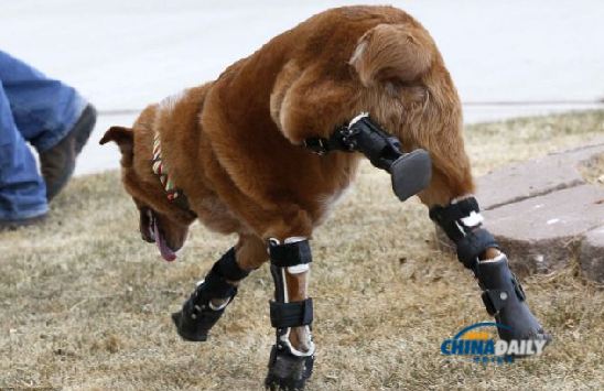 不再靠肚子爬行啦！殘疾小狗借助假肢重獲新生