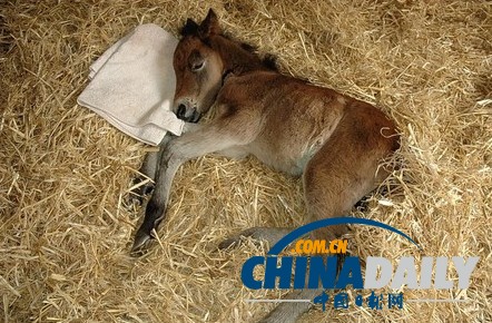 圖：小馬駒把泰迪熊當(dāng)“媽媽” 形影不離依偎撒嬌